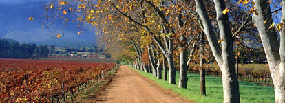 Winelands, South Africa